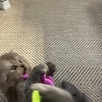 [고양이] 밤이<b>람이</b>애옹