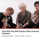 [스키즈] 우리가 목빠지게 기다리던  강아지인터뷰