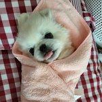 [강아지] 성질 더러운 강아지 키울때