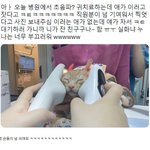 초음파 치료받는데 자는 고양이