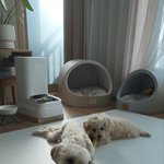 [강아지] 사랑스런 남매둥이 : )
