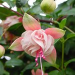 흔히 볼 수 없는 <b>특이</b>한 꽃