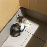 [드루와] 집 화장실에서 <b>모닝</b>똥 싸는중