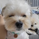 [강아지] 사랑스런 <b>남매둥이</b> : )