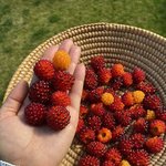 야생에서 얻은 놀라운 식<b>재료들</b>