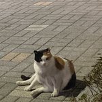 [댓글부탁해] 뚱뚱한 고양이 <b>한심</b>하다 추반