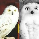 <b>F컵</b> vs H<b>컵</b> 어느쪽이 나음?