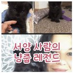 서양 사람의 냥줍 레전드