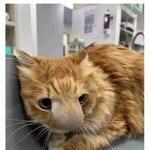 벌에 쏘인 야옹이 ㅠ