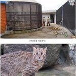 <b>야생</b>으로 돌아가는 삵이