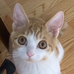 <b>울집</b> 고양이 넘 귀여워