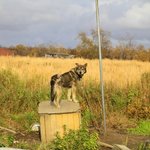 [알래스카] ALASKA " 북극마을의 사우나를  가다 2부 "