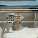 아기냥이 <b>콧물</b> 나서 병원왔는데 화가 단단히 났네