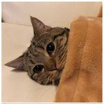 고양이에게 극세사 이불을 덮어줬습니다