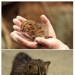 삵의 위험성