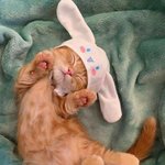 쏘 <b>타이니</b> 리틀 큐티 에인졀