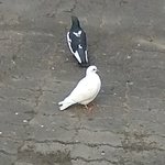 [19] 병원 가다 본 비둘기 치킨집