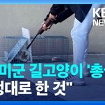 미군이 길고양이를 다루는 방식.jpg