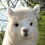 [댓글부탁해] 너네 사람 홀리는 눈이 있다 생각함?