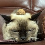 [고양이] 우리집 고양이 긔여웡