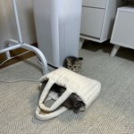 [고양이] 밤이<b>람이</b>애옹2