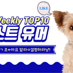 <b>10월</b> 4째주 베스트 유머 짤 영상 ㅋㅋㅋ