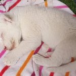 <b>야생</b>에 몇 안 남았다는 아기 백사자