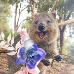 세상에서 가장 행복한 동물 '<b>쿼카</b>'