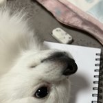 우리집 파양견넘 이쁘지?