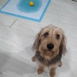 [귀여운동물] 날 셤하는 왕큰겸<b>댕이</b>