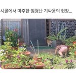 시골에서 마주한 엄청난 기싸움의 현장
