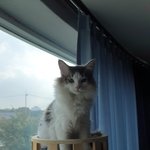 요 고양이 <b>종이</b> 뭔가요?