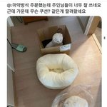 고양이 쿠션 구매후기