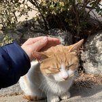 진짜 <b>개냥</b>이 아님?