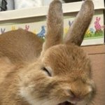 [진격의거인] ㅅㅍ) 피크 ㅈㄴ 귀엽다