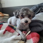 토이실푸 꽃순이와써요