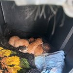 고양이 냥이 <b>나비</b>