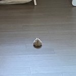 내 말랑<b>콩떡</b> 햄찌 뒷태 볼사람