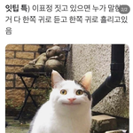 <b>잇팁</b> 특