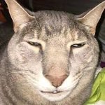 [댓글부탁해] 근데 현실에 <b>동물상</b> 별로 없지않냐