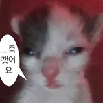 릭앤모티 보는 사람 있냐