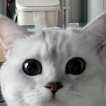 <b>홈캠</b>으로 쵸를 불러보았다.