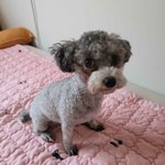 안냐<b>새요</b> 토이실푸 꽃순이와써여