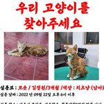 [고양이] 고양이가 <b>실종</b>된지 40일이나 되었어요