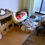 30초 안에 고양이 다섯 마리를 찾으십시오