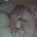 그냥..강아지 자랑...