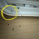 이 <b>벌레</b> 무슨 <b>벌레</b>일까요 ?