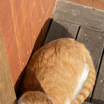 [댓글부탁해] 길<b>괭이</b> 귀엽다 추반