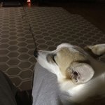 <b>울집</b> 강아지 내 무릎 베고 잔다