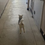 [이것좀봐줘] 우리집 <b>멍청</b>하지만 행복한 개 보고가